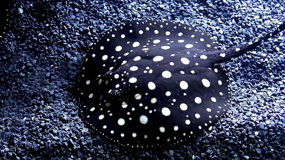 black and white dotted stingray, animal, sea life, transportation HD wallpaper