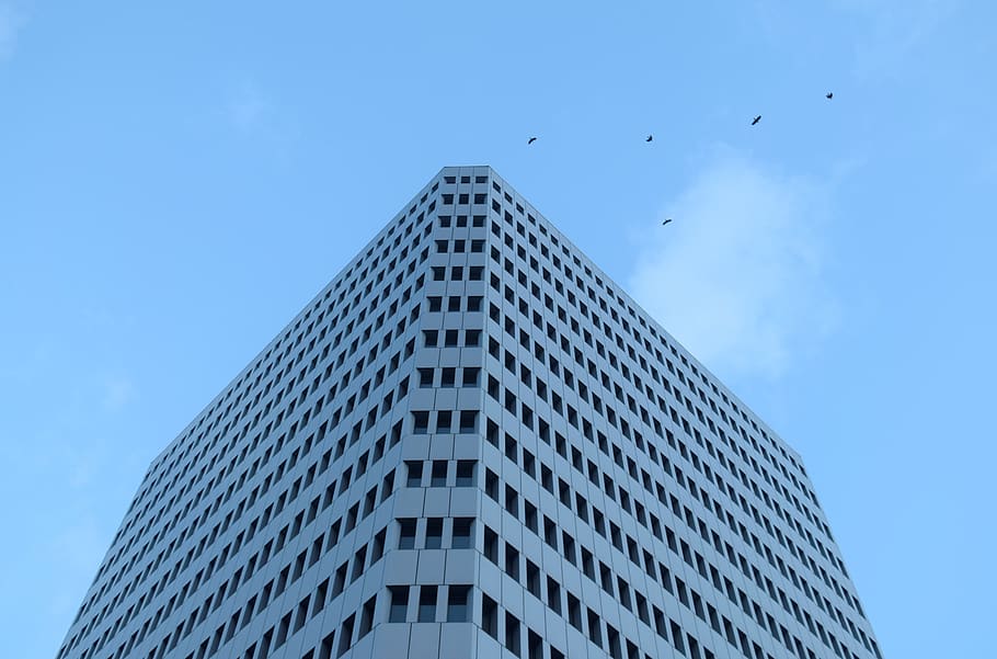 architecture, building, blue, bird, sky, view, sight, fly, tall HD wallpaper