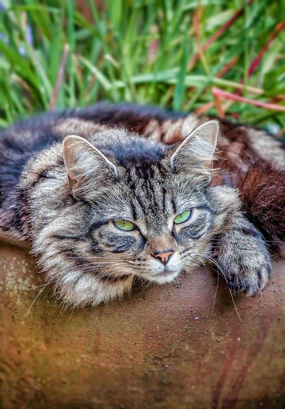 cat, mainecoon, furry, fluffy, large, mean, resting, staring, HD wallpaper