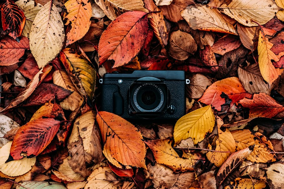 black camera on dried leaves, background, fall, red, falling