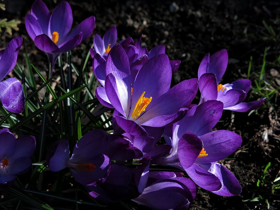 Весенние цветы фиолетового цвета название фото