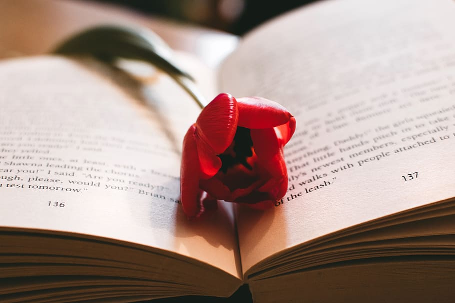 Red Petaled Flower Between the Book Page, blur, blurred, close -up HD wallpaper