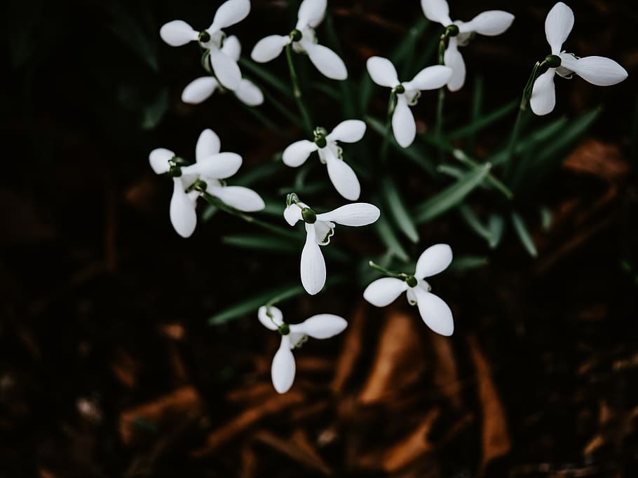 white petaled flow, plant, white color, growth, vulnerability HD wallpaper