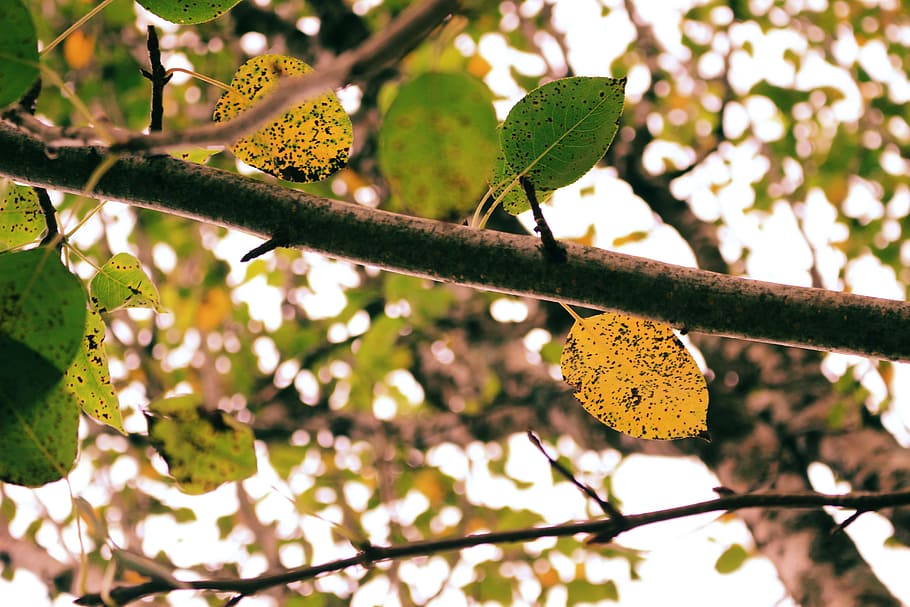 tree, leaf, branch, plant, sky, blur, growth, plant part, focus on foreground HD wallpaper