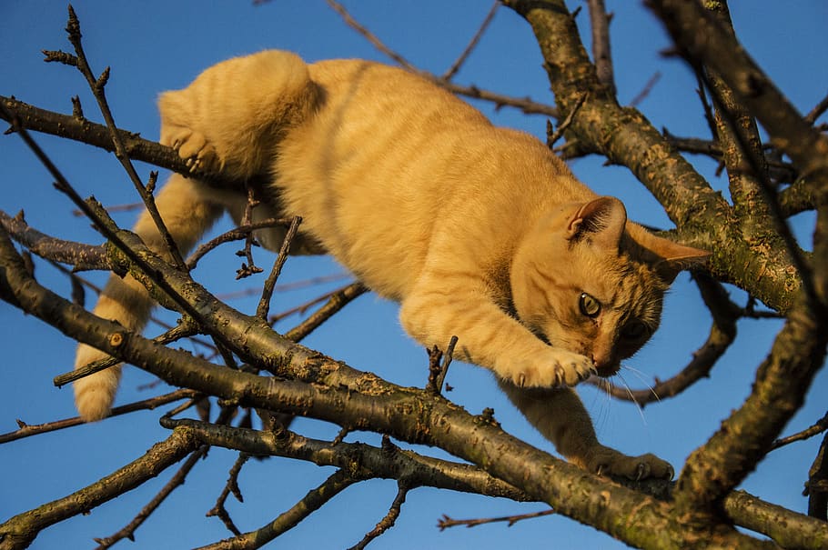 cat, trees, animal themes, one animal, branch, mammal, low angle view HD wallpaper