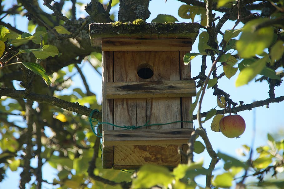bird feeder, apple tree, breed, wood, rural, nature, house HD wallpaper