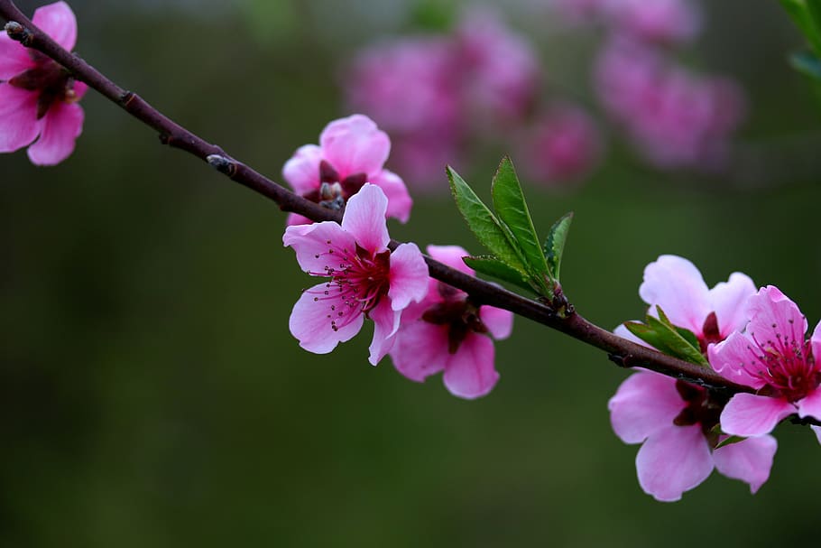 flowers, pink, casey, tree, spring, coloring, romance, flowering plant HD wallpaper