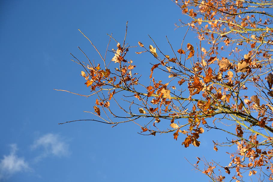 Air tree. Дерево Эйр.