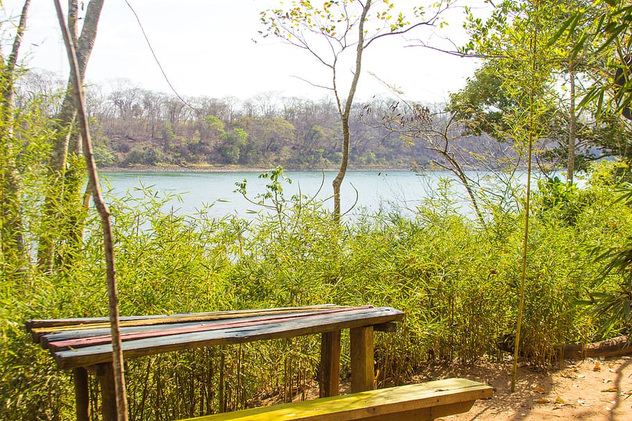 nature, trees, forest, brazil, brasil, river, lake, plant, tranquility HD wallpaper