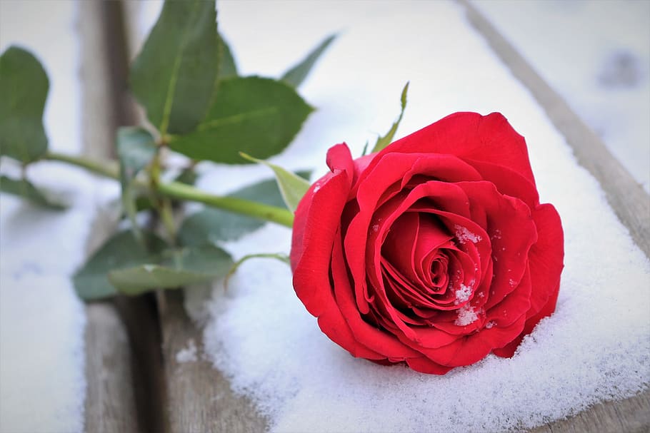 red rose on bench, love symbol, snow, winter, romantic, snowflakes