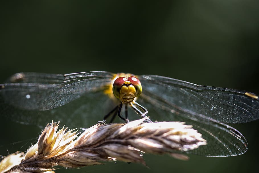 dragonfly, samer, macro, nature, spring, outdoor, animal themes HD wallpaper