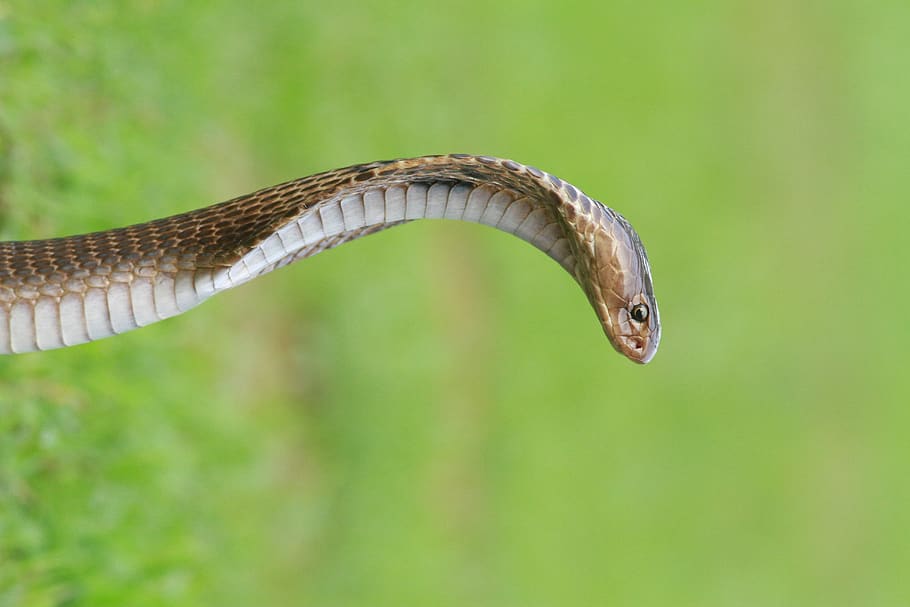 close-up photo of brown and gray snake, cobra, reptile, animal