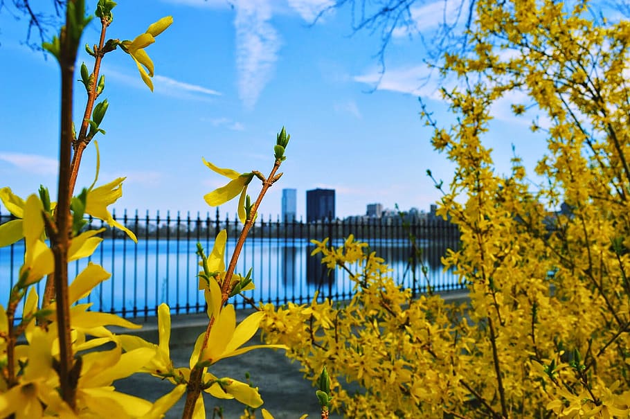 plant, yellow, flower, nature, tree, growth, sky, beauty in nature HD wallpaper