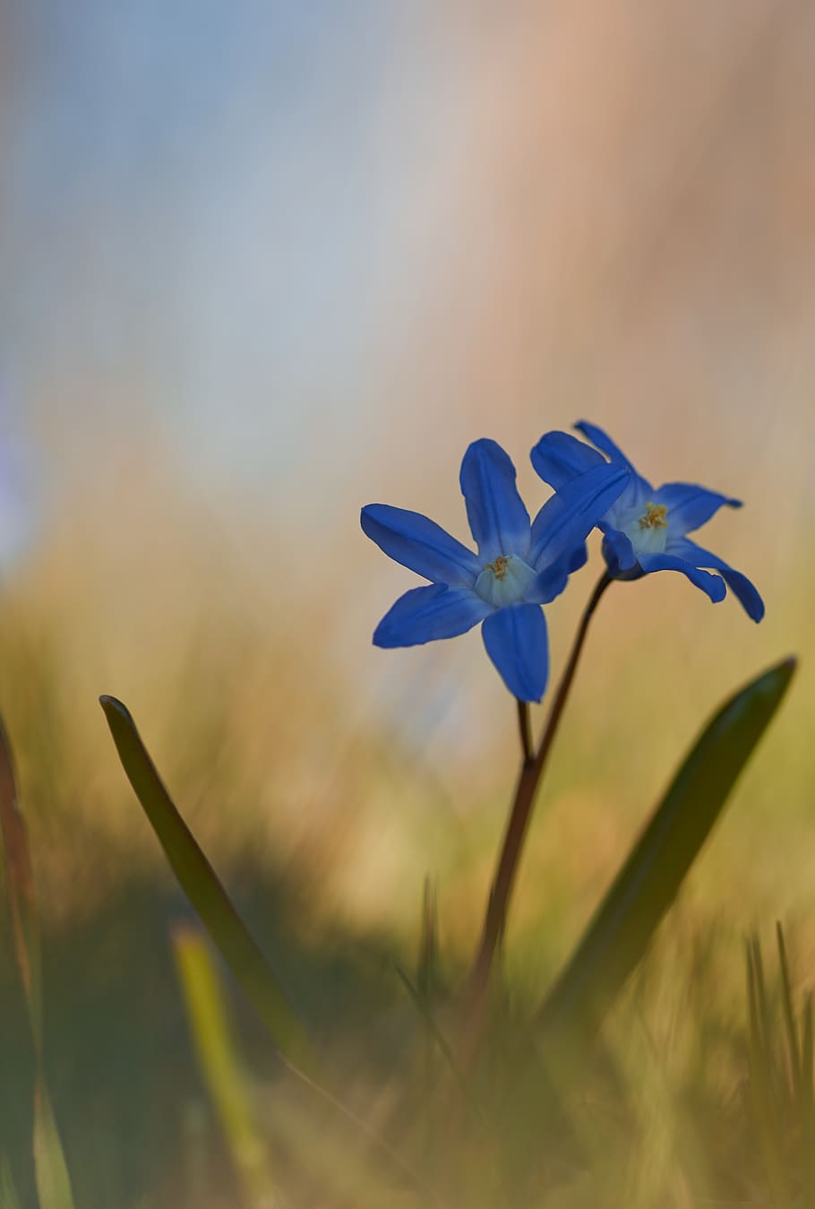 blue petaled flowers, flowering plant, vulnerability, fragility HD wallpaper