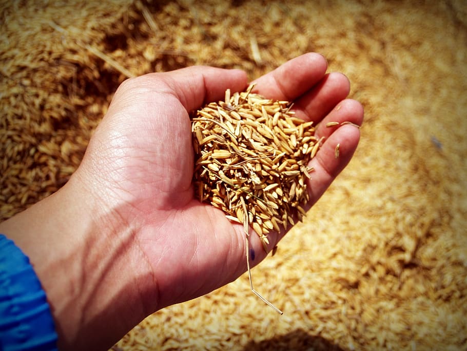 Person Holding Rice Grains, arm, asia, bread, cereal, close-up HD wallpaper