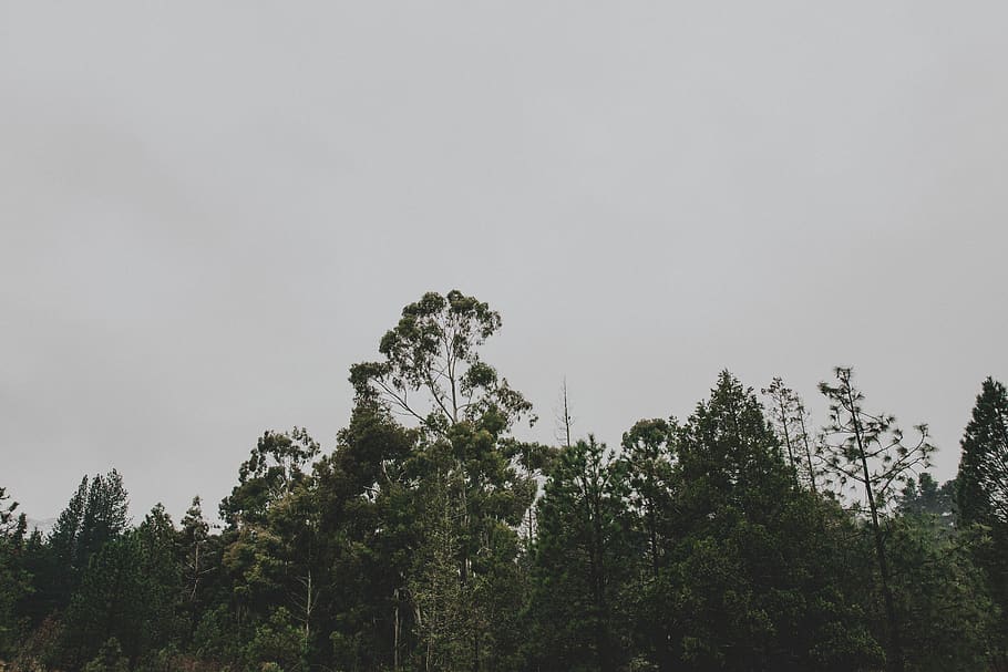 forest, tree, trees, sky, clouds, cloudy, day, winter, fall HD wallpaper