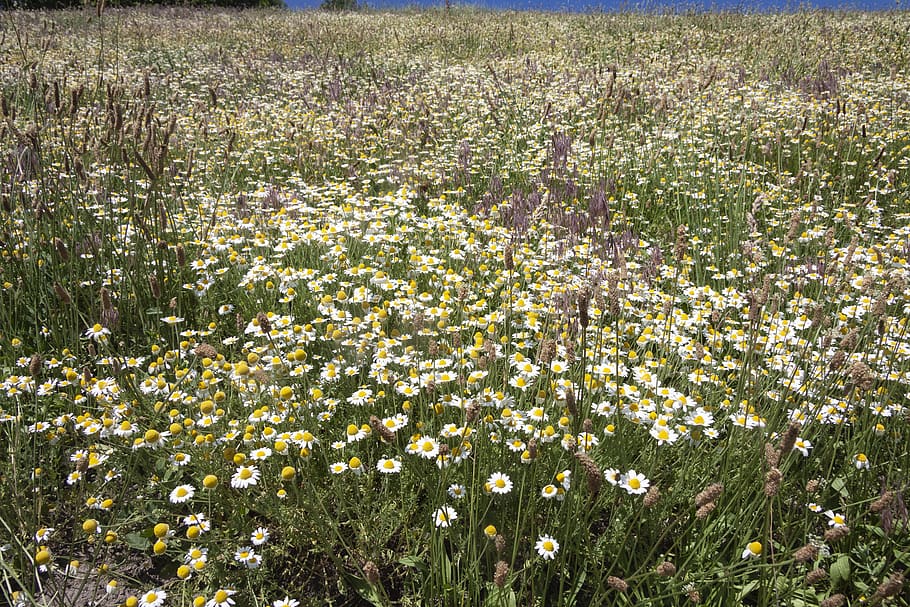 daisy, field, flowers, spring, meadow, nature, summer, bloom HD wallpaper