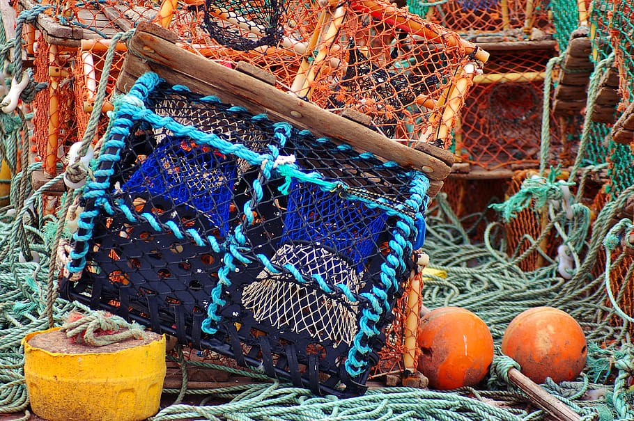 blue, black, and brown crates, plant, produce, food, accessory