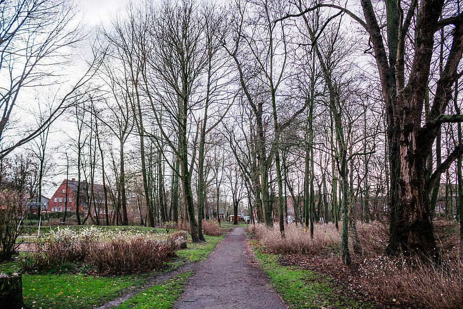tree, plant, trail, birch, outdoors, ground, vegetation, land HD wallpaper