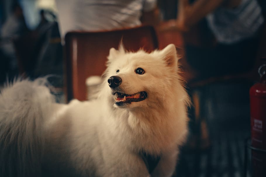 Long-coated White Dog, adorable, animal, animal lover, animal photography HD wallpaper