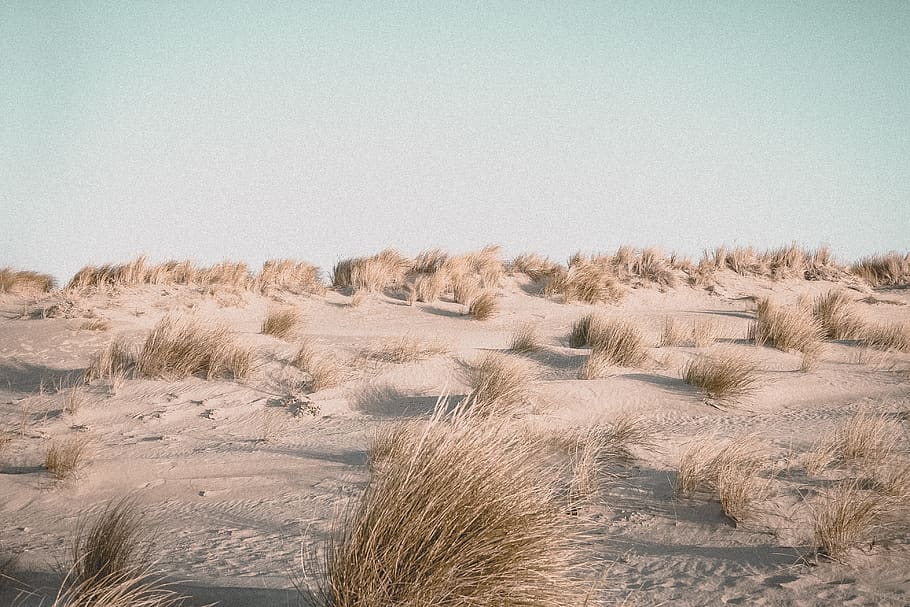 brown grass field during daytime, sky, land, plant, landscape HD wallpaper