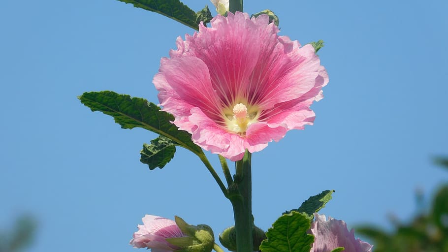 pink, flower, spring, nature, blossom, bloom, garden, flora HD wallpaper