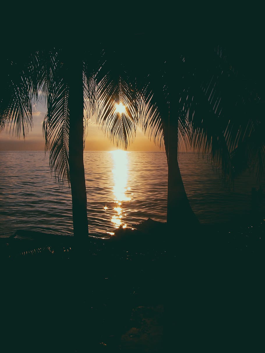 Photo of Two Coconut Trees on Beach at Sunset, backlit, dark HD wallpaper