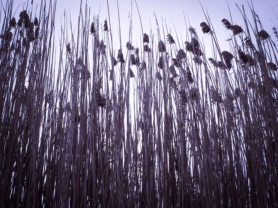 spain, delta del llobregat, nature, high, wild, vertical, forest