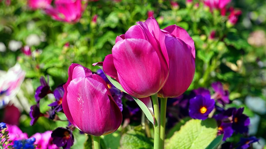 tulips, spring, blossom, bloom, spring flowers, nature, flowering plant HD wallpaper