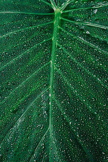 Close-up Photography of Dewdrops on Leaf, android wallpaper, art HD wallpaper