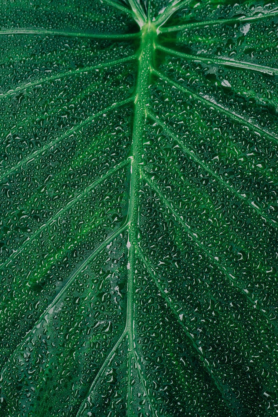 Close-up Photography of Dewdrops on Leaf, android wallpaper, art HD wallpaper
