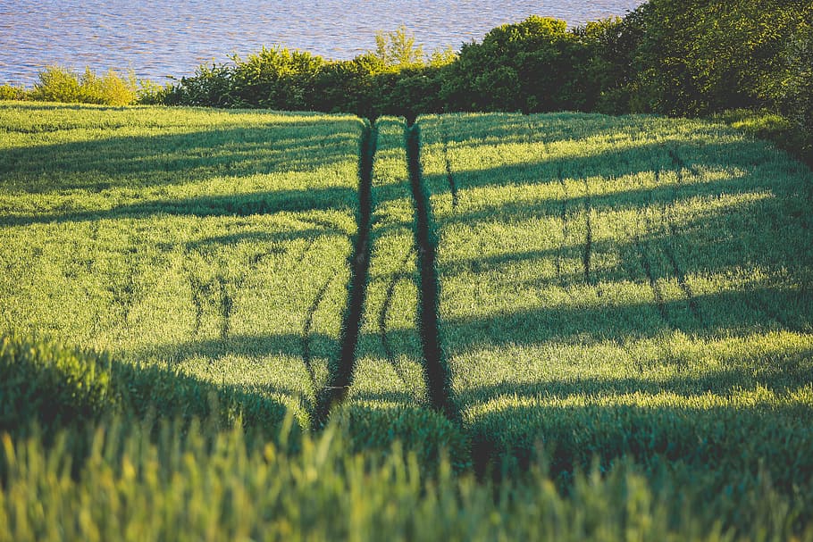 nature, landscape, grass, green, water, lake, paths, fields HD wallpaper
