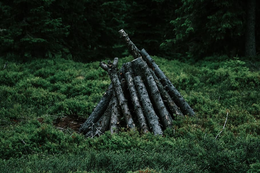 gray tree logs, plant, green color, forest, land, growth, nature HD wallpaper