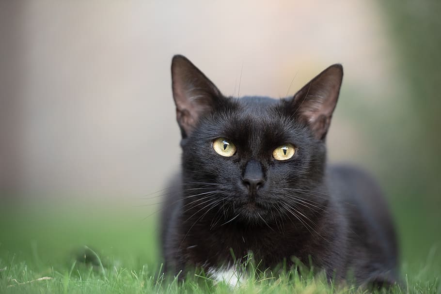 black cat, kitten, feline, pet, domestic cat, portrait, grass HD wallpaper