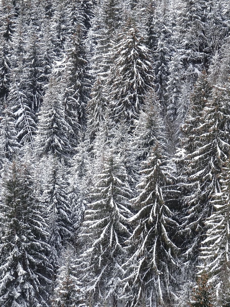 firs, snowy, structure, texture, background, winter, wintry HD wallpaper