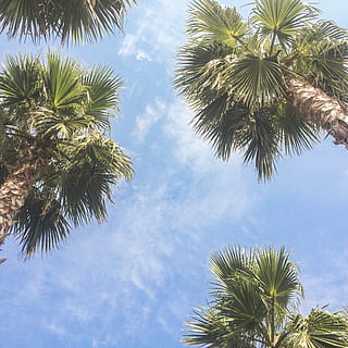 palm trees during daytime, arecaceae, flora, plant, blue, beach HD wallpaper