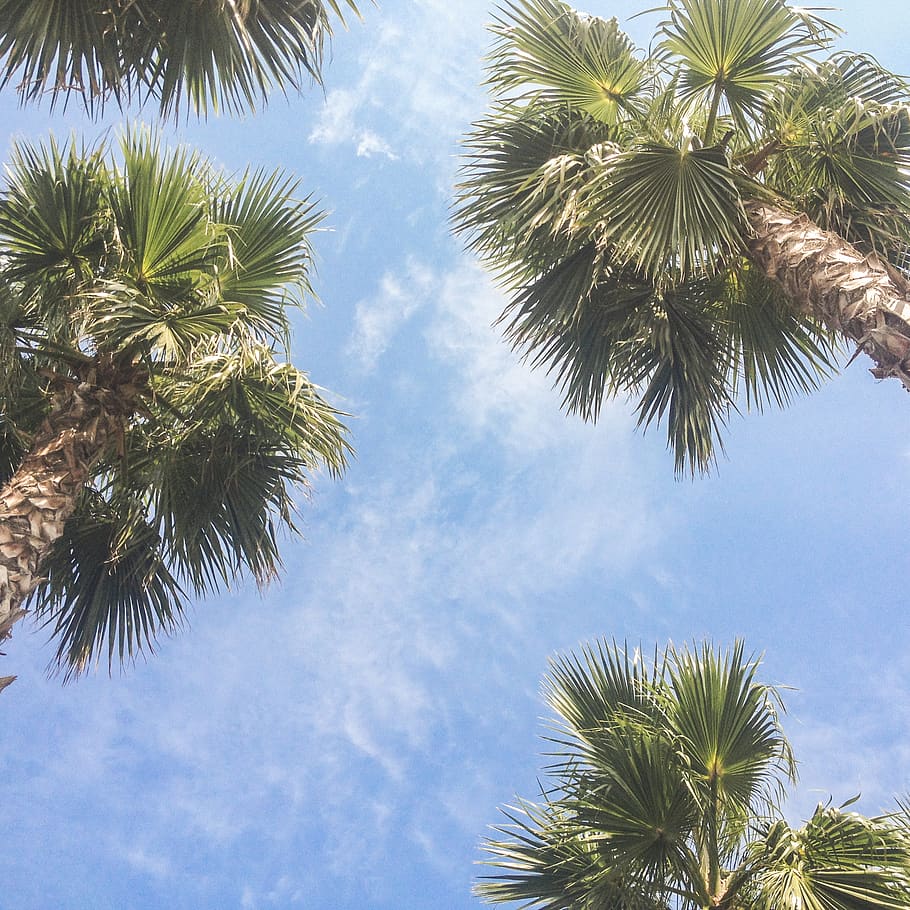 palm trees during daytime, arecaceae, flora, plant, blue, beach HD wallpaper