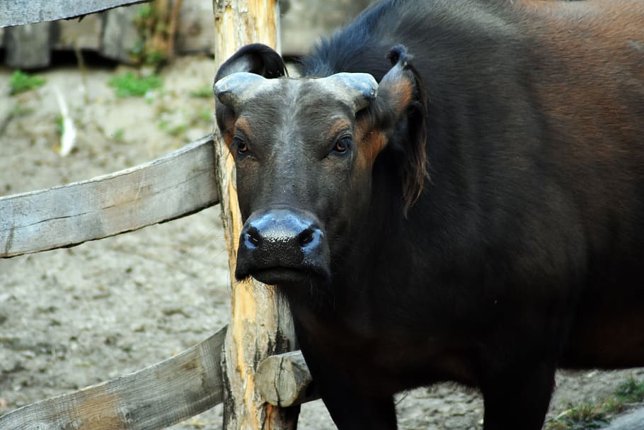 buffalo, animal, background, domestic animals, animal themes HD wallpaper