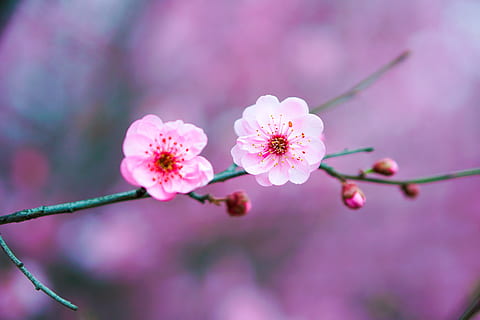 HD wallpaper: natural, peach blossom, pink, flower, pink color ...