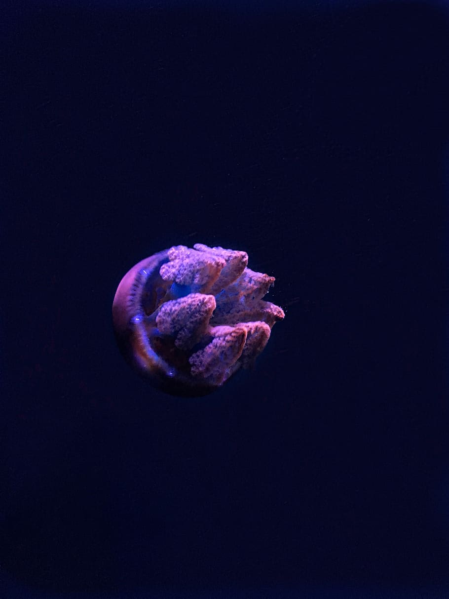 round gray ornament, jellyfish, animal, sea life, invertebrate HD wallpaper