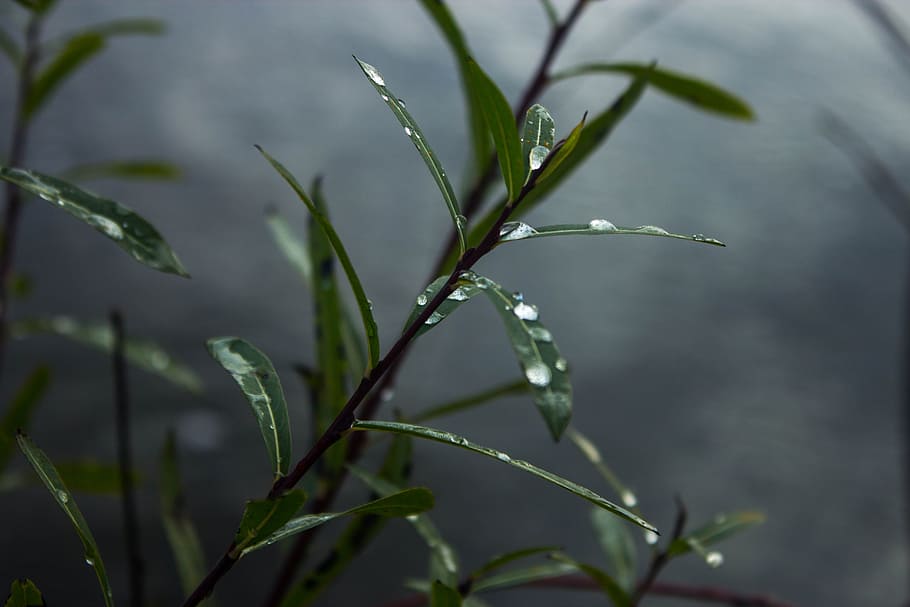 willow, dew, mist, fog, water, drop, wet, rain, green, plant HD wallpaper