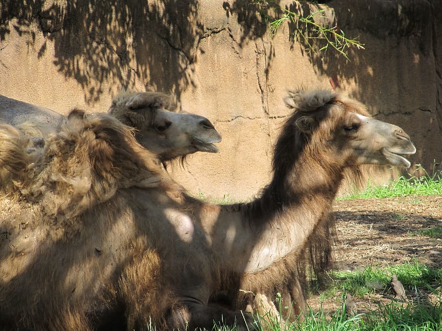 camel, resting, animal, wild, nature, animal themes, mammal HD wallpaper