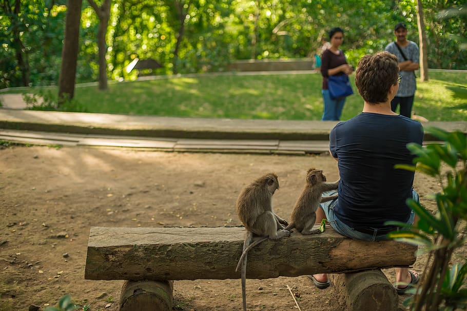 bali, indonesia, monkey, park, beggar, steals, man, nature, HD wallpaper