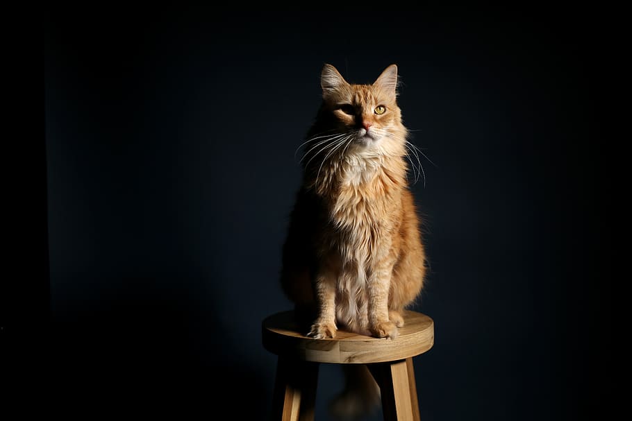 Mèo nâu trên ghế gỗ: Xem ngay hình ảnh đáng yêu của chú mèo nâu đang thư giãn trên ghế gỗ. Với những hình ảnh động vật ngộ nghĩnh như thế này, bạn sẽ tăng thêm sự yêu đời và tình yêu đối với các loài vật nhỏ bé và dễ thương. Hãy để bản thân thư giãn và cảm nhận niềm vui từ những hình ảnh đơn giản nhưng ấm áp này.