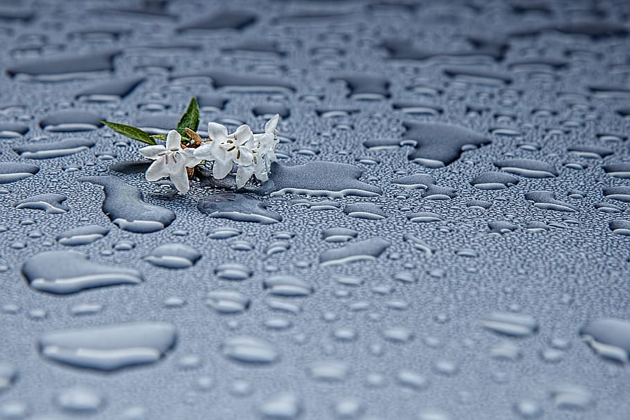 drop, droplet, rain, flower, nature, animal wildlife, selective focus HD wallpaper