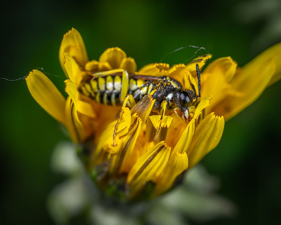 Bee on Yellow Petaled Flower, animal, close-up, color, flora HD wallpaper