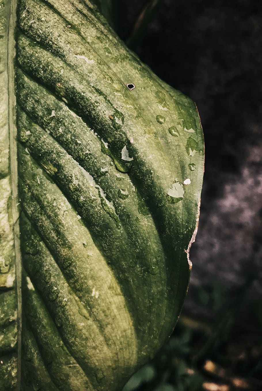 nature, leaf, green, wallpaper, shot on iphone, food and drink HD wallpaper
