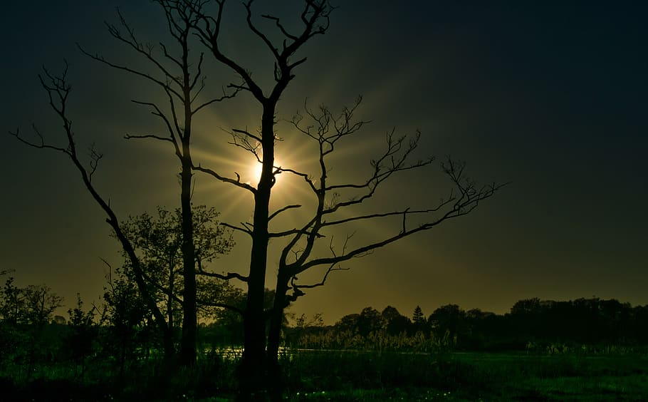 tree, trees, nature, sunset, sunray, sunlights, dark, sky, plant HD wallpaper