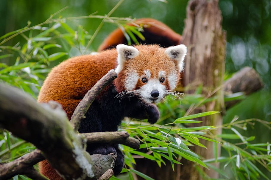 Orange Black Animal on Tree Branch, cute, red panda, wildlife HD wallpaper
