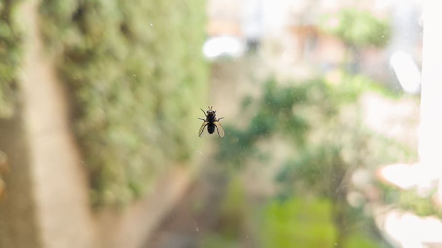 bee, macro, shot, fly, nature, wings, eye, tree, bokeh, invertebrate HD wallpaper